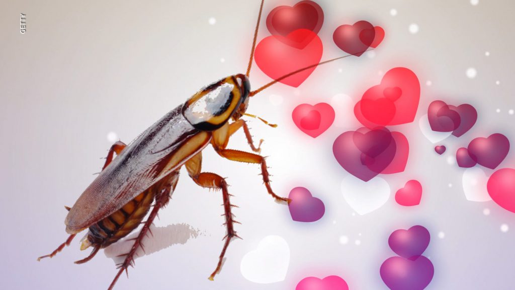 COCKROACH