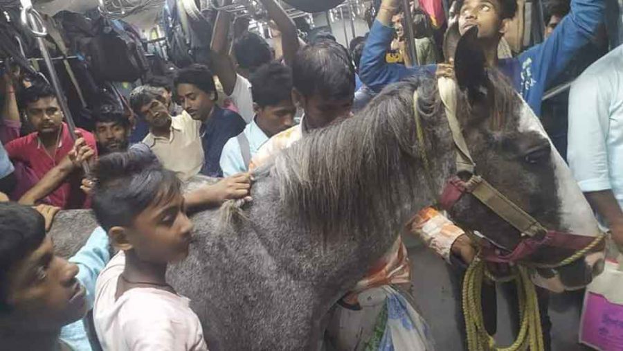 horse scaled