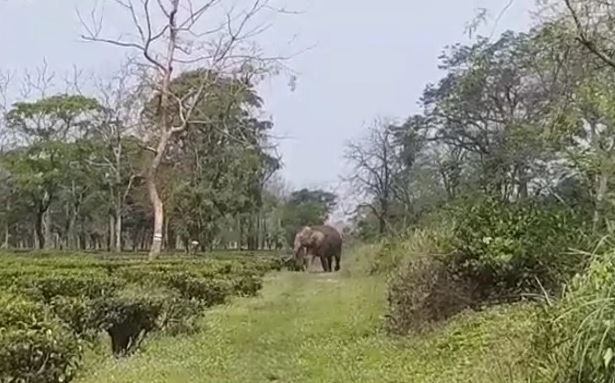 elephent
