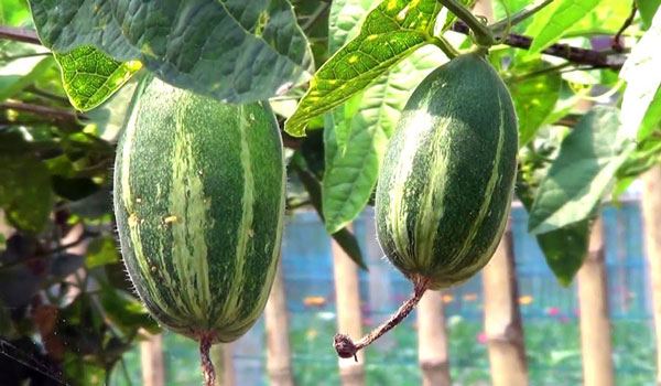 trichosanthes dioica farming