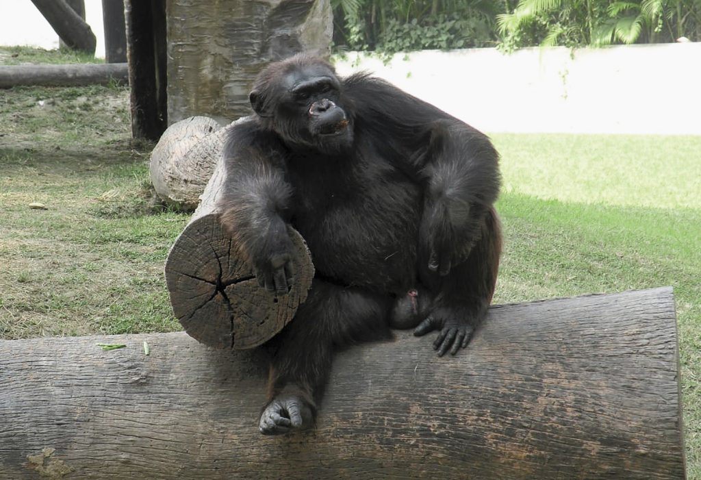 chimpanzee