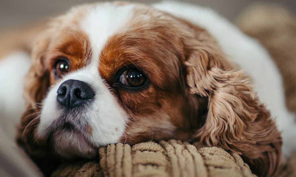 PET DOG