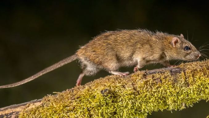 rat