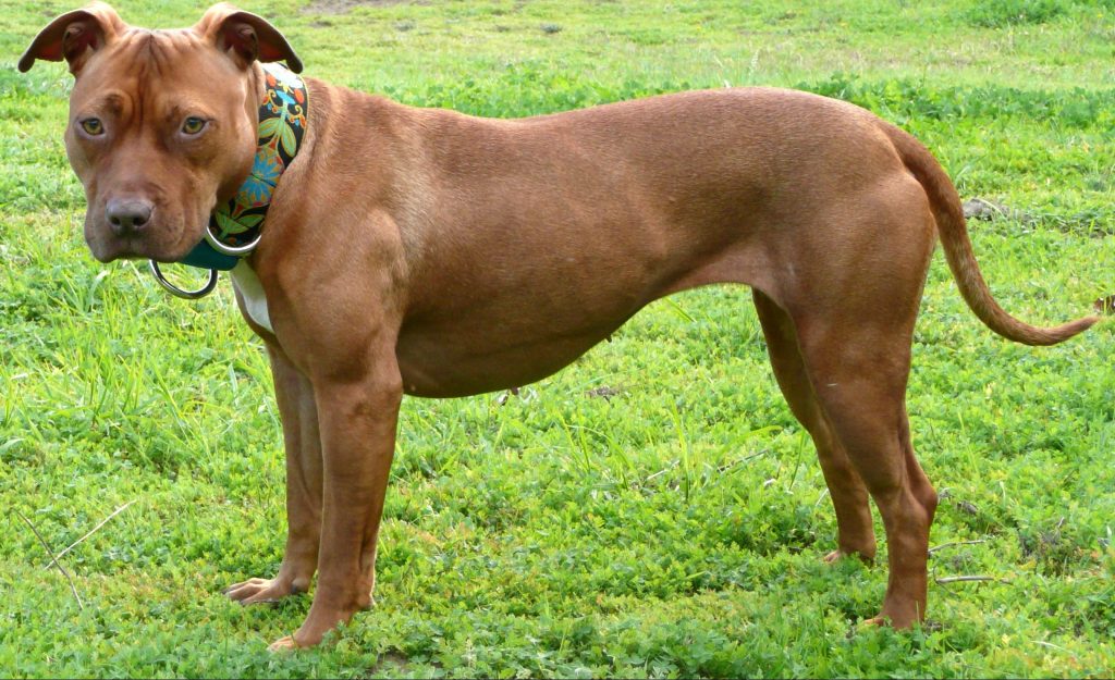 pitt